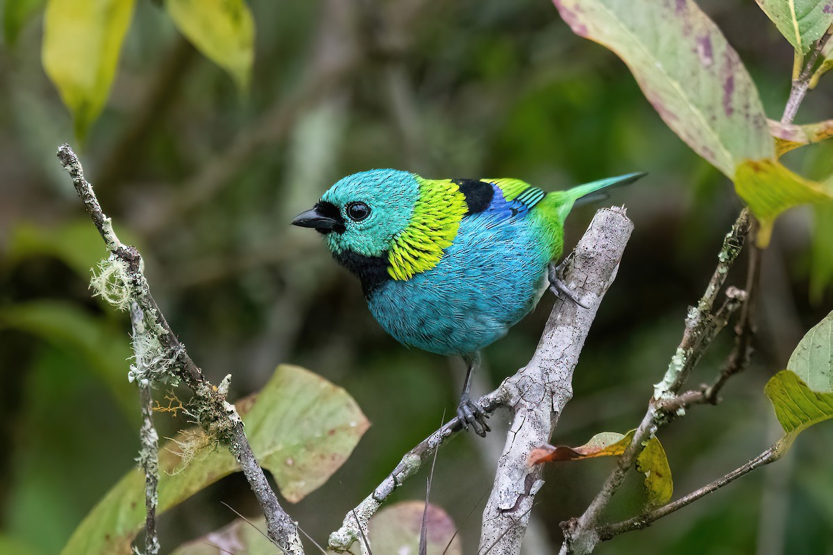 Green-headed Tanager - ML619151392