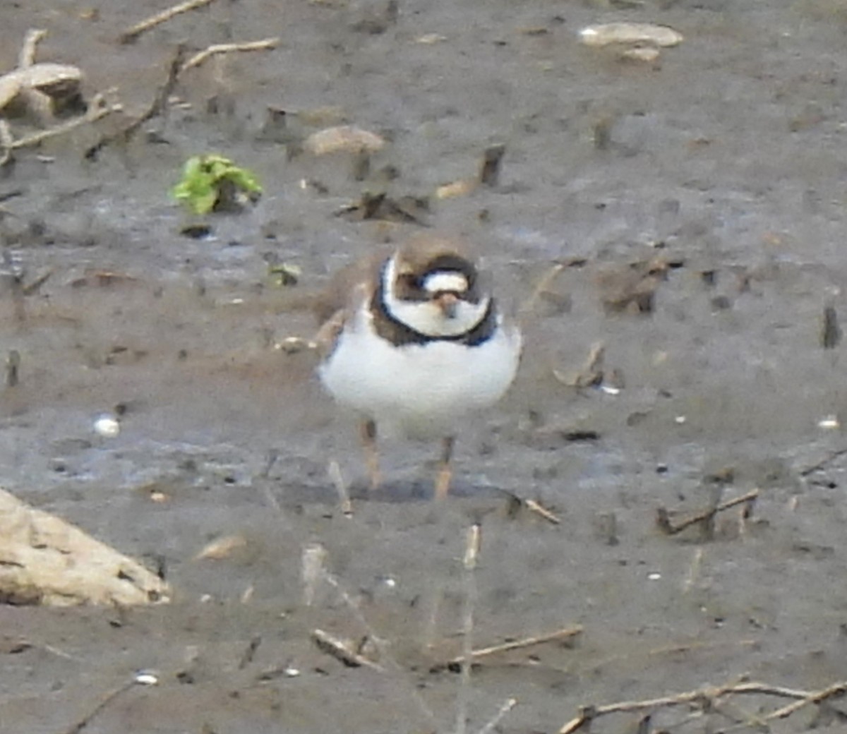 Semipalmated Plover - ML619151429