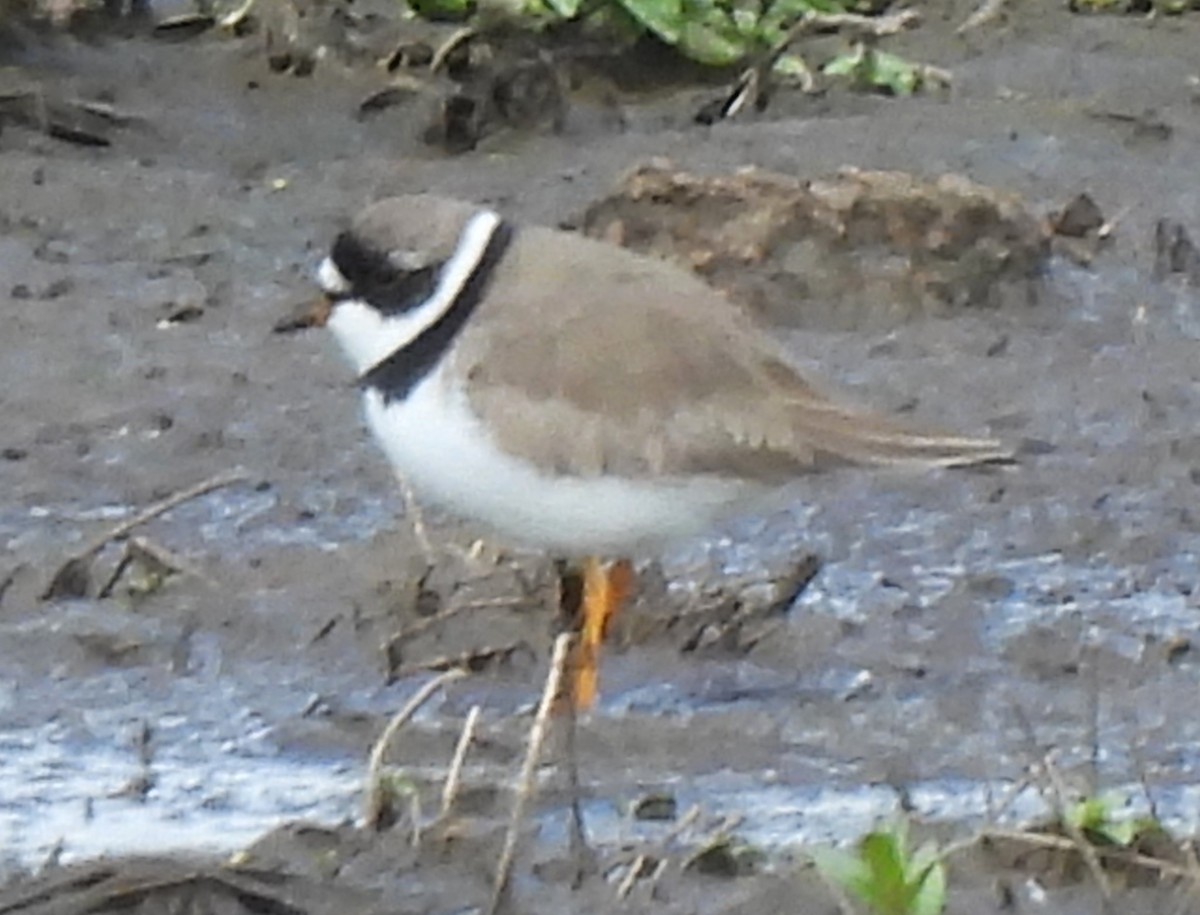 Semipalmated Plover - ML619151430