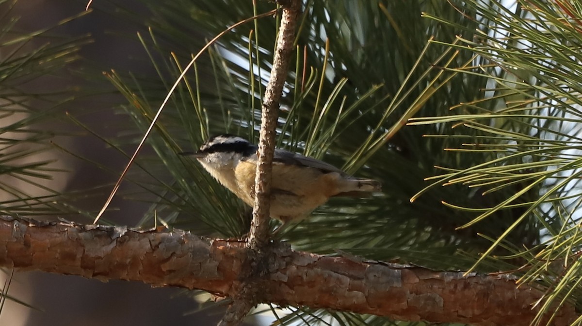 Red-breasted Nuthatch - ML619151438