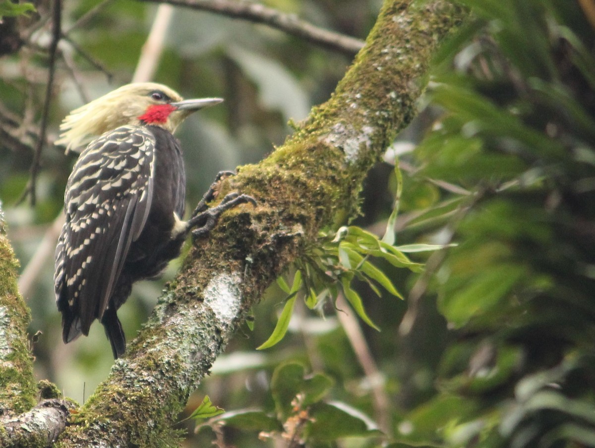 Blond-crested Woodpecker - ML619151461