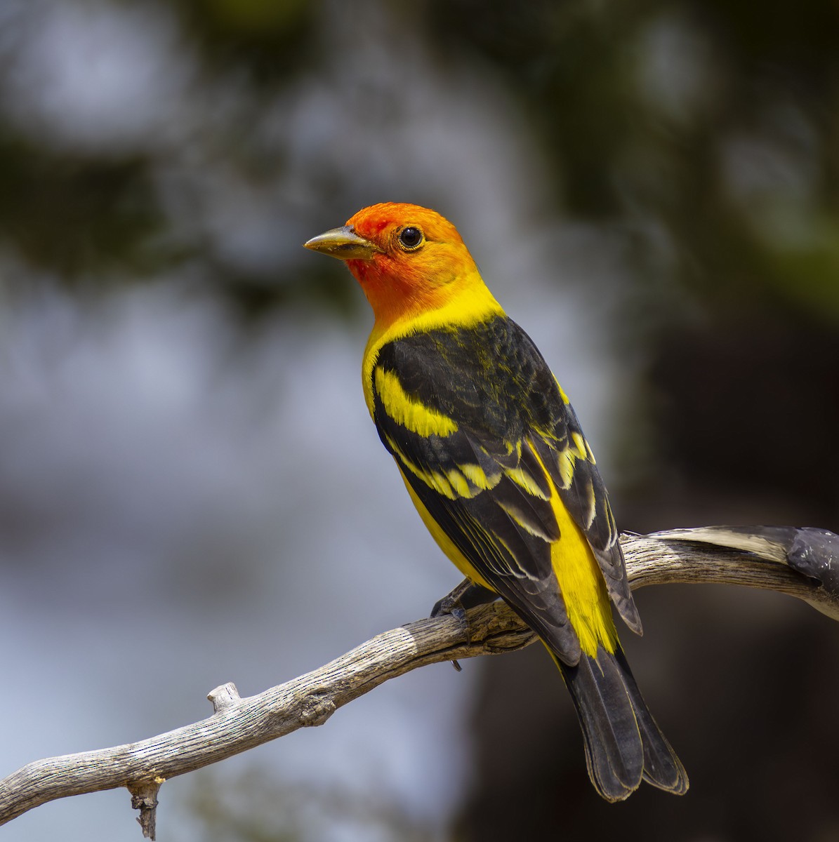 Western Tanager - ML619151462