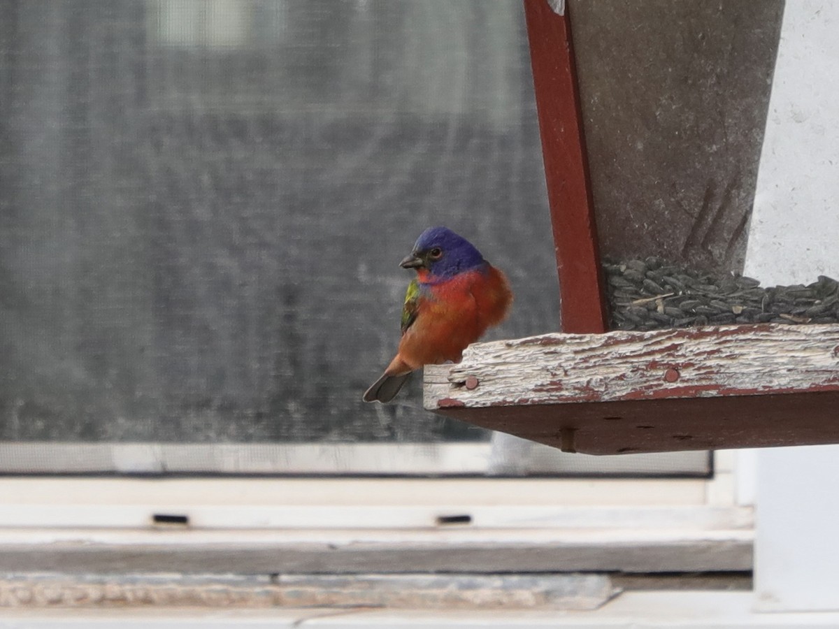 Painted Bunting - ML619151472