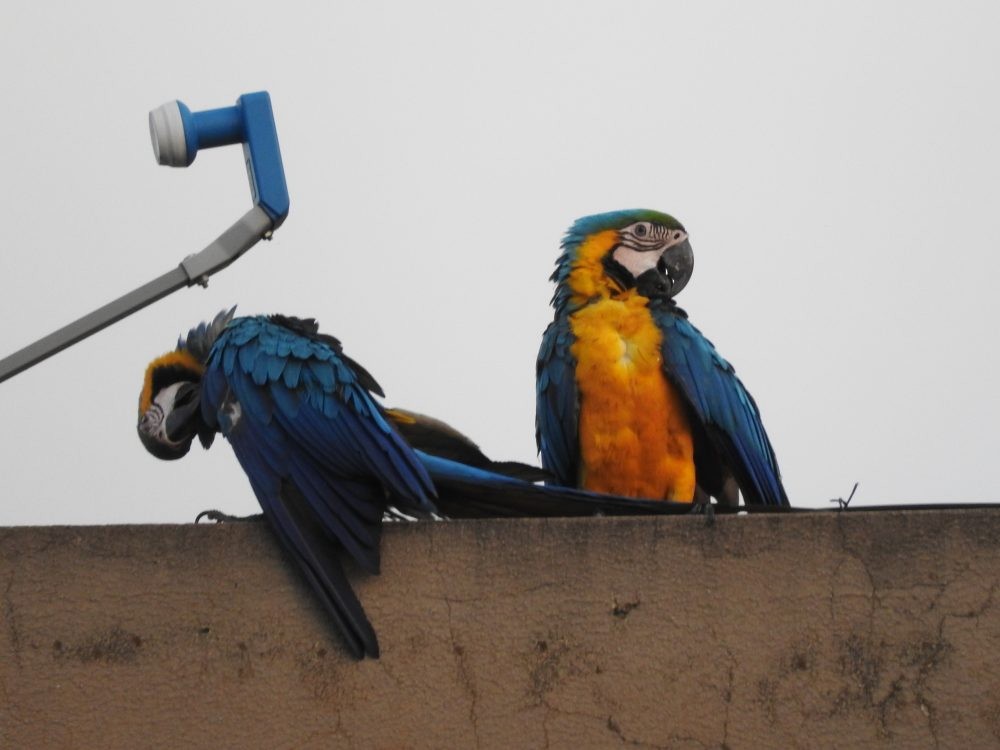 Blue-and-yellow Macaw - ML619151547