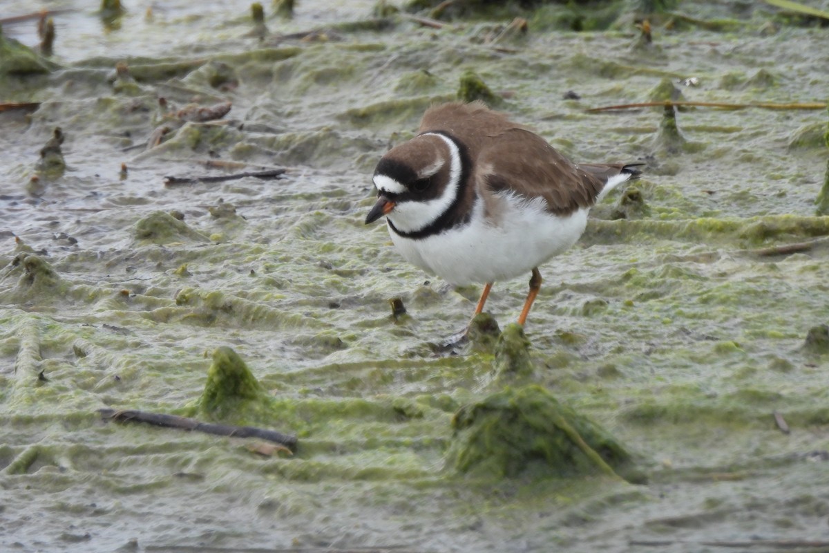 Semipalmated Plover - ML619151551