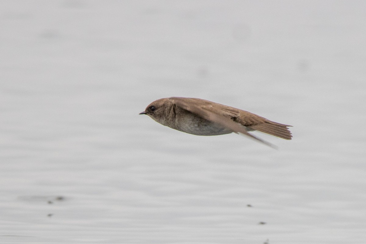 Northern Rough-winged Swallow - ML619151559