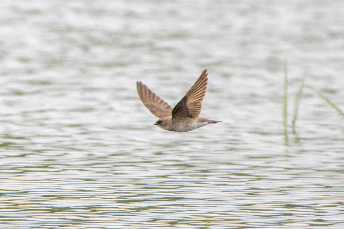 Northern Rough-winged Swallow - ML619151560