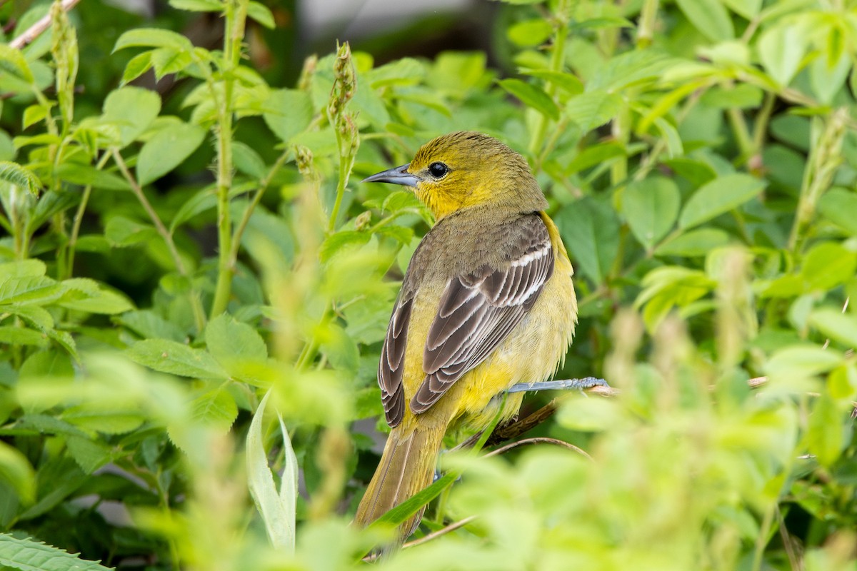Orchard Oriole - ML619151569