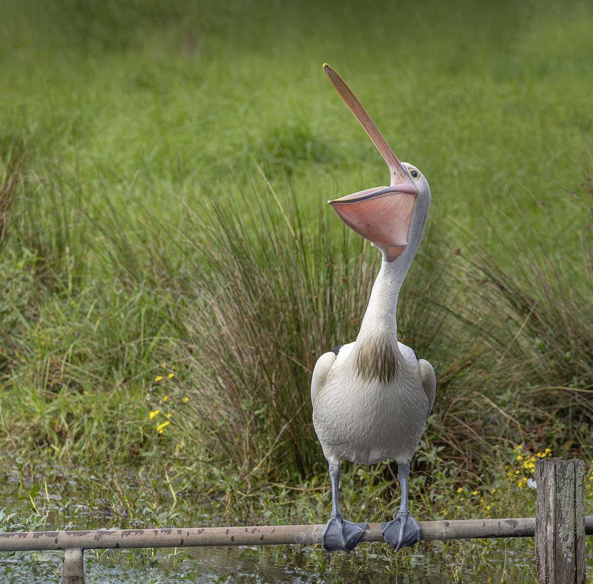 pelikán australský - ML619151650