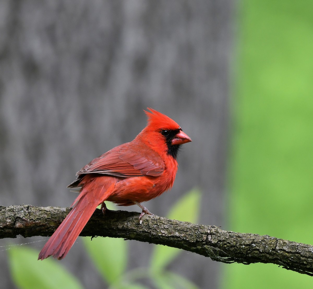 Cardinal rouge - ML619151687