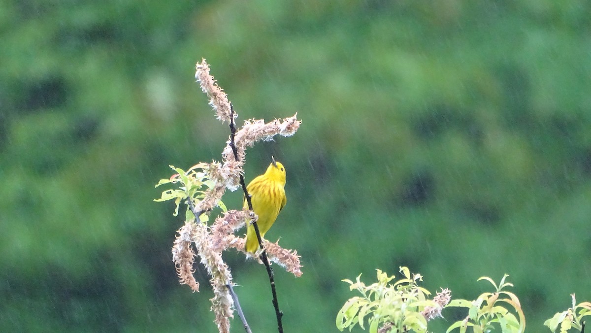 Yellow Warbler - ML619151695