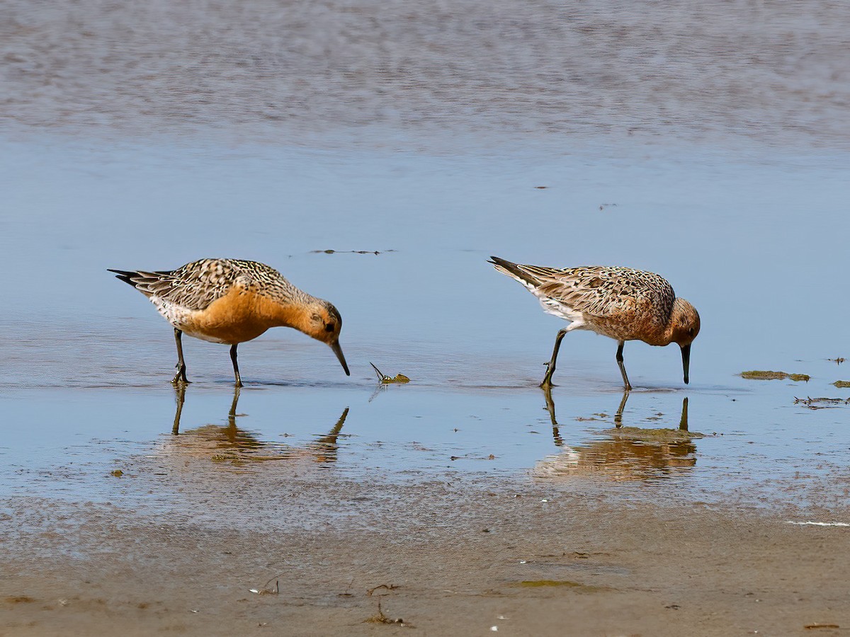 Red Knot - ML619151748