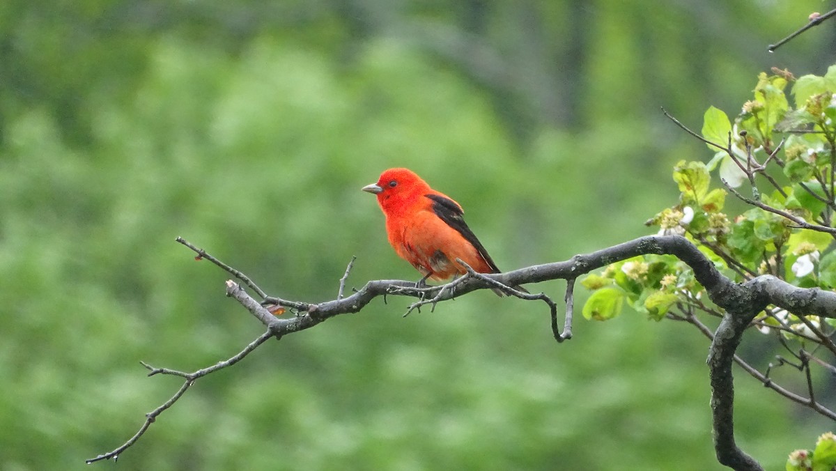 Scarlet Tanager - ML619151764
