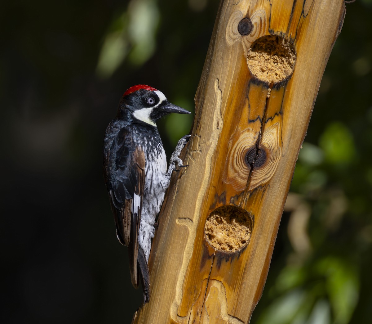Acorn Woodpecker - ML619151791