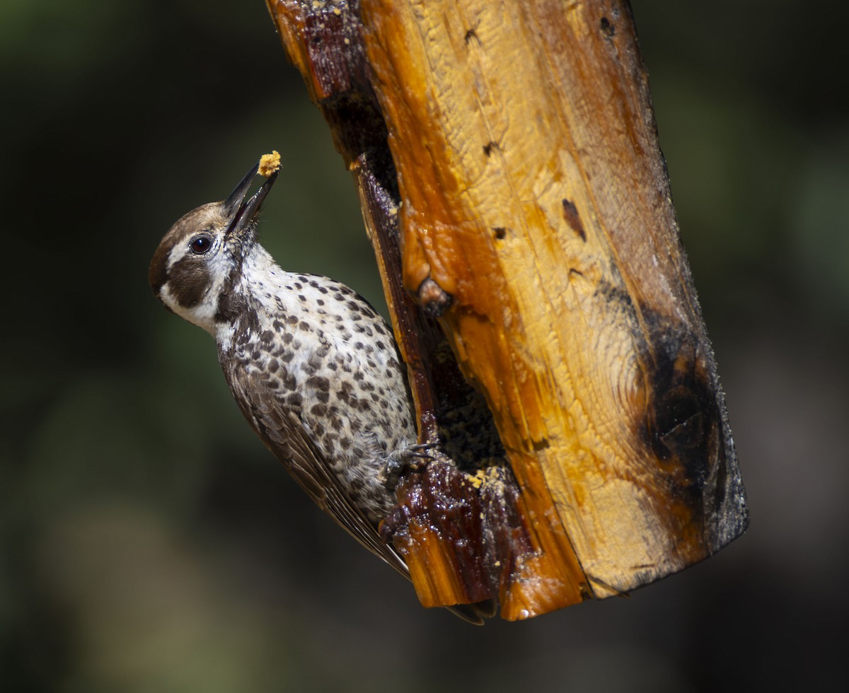 Arizona Woodpecker - ML619151794