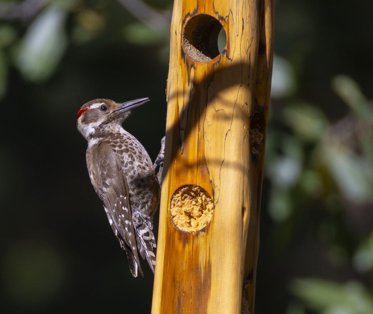 Arizona Woodpecker - ML619151799
