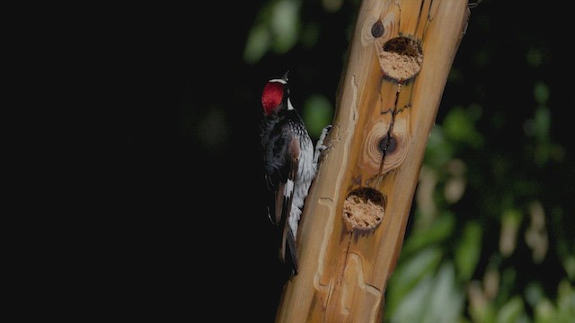 Acorn Woodpecker - ML619151805