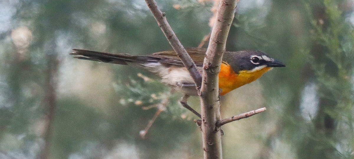 Yellow-breasted Chat - ML619151839