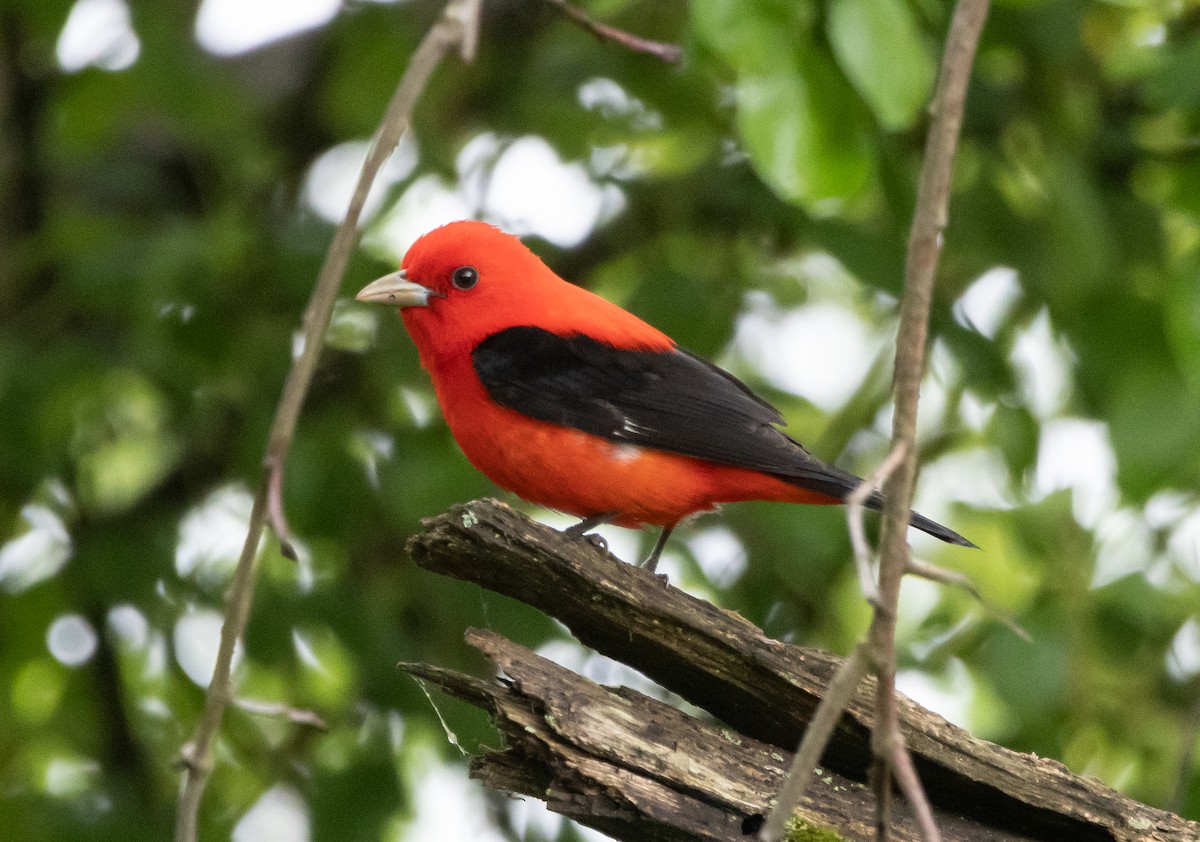Scarlet Tanager - ML619151861