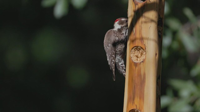 Arizona Woodpecker - ML619151865