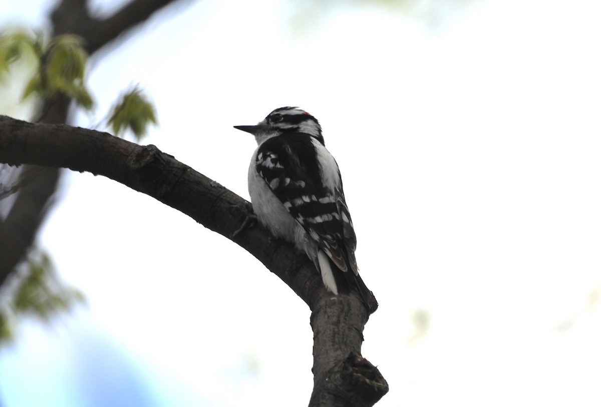 Downy Woodpecker - ML619151866
