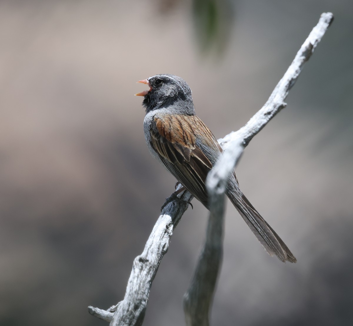 Black-chinned Sparrow - ML619151872
