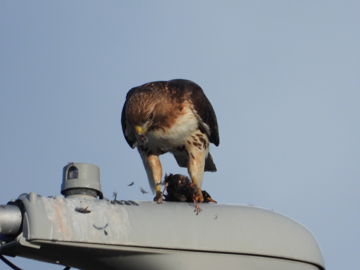 Red-tailed Hawk - ML619151919