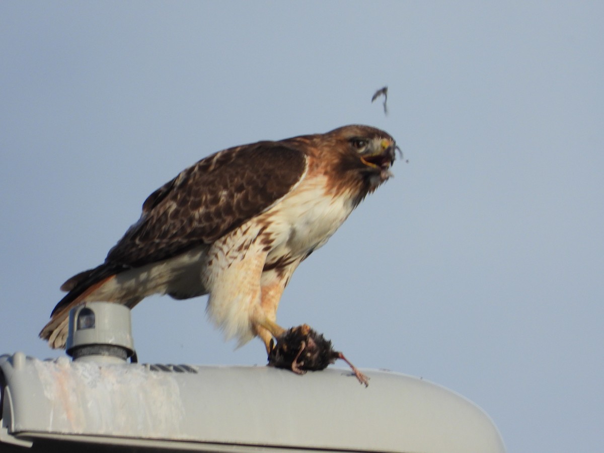 Red-tailed Hawk - ML619151921