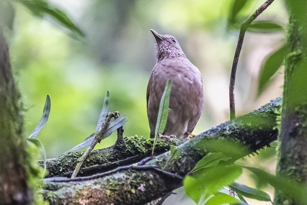 Pale-breasted Thrush - ML619151981