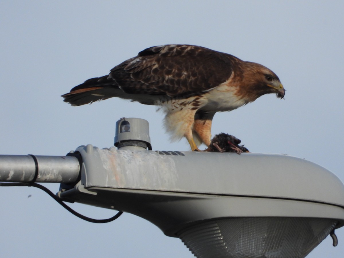 Red-tailed Hawk - ML619152011