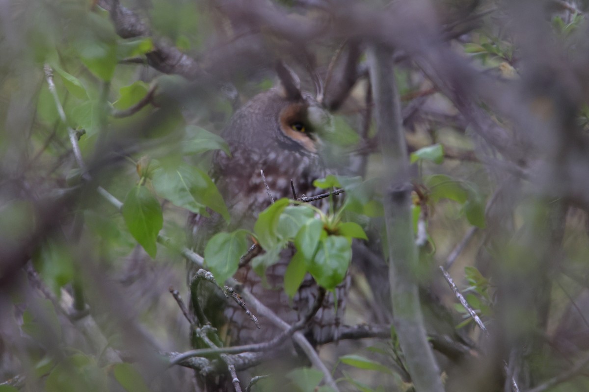 Long-eared Owl - ML619152019