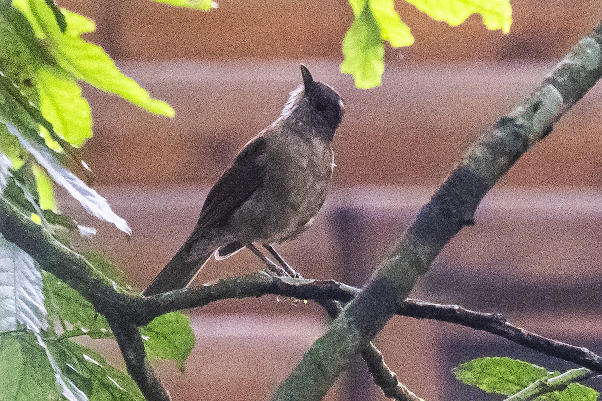 Pale-breasted Thrush - ML619152041