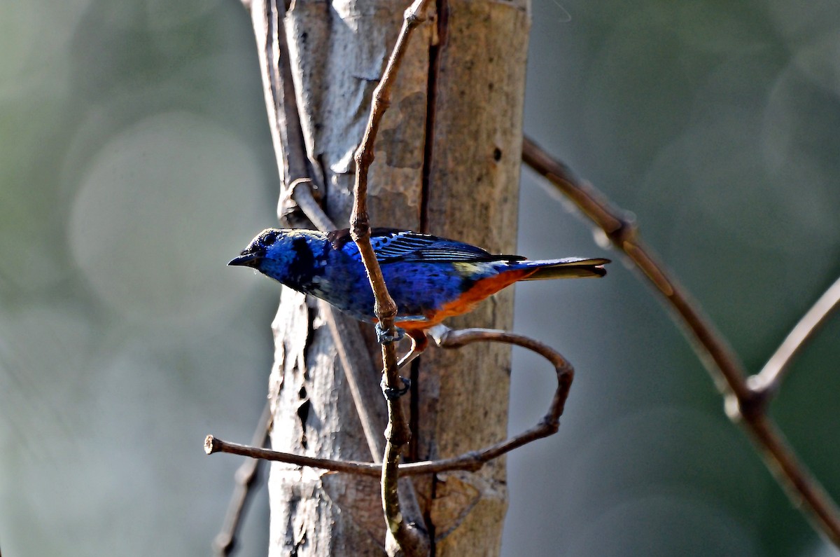 Opal-rumped Tanager - ML619152042