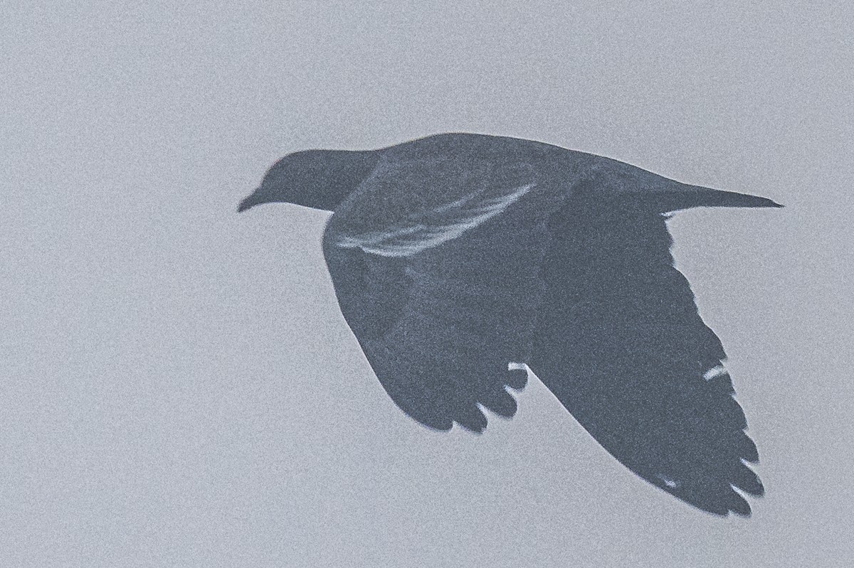Picazuro Pigeon - ML619152074
