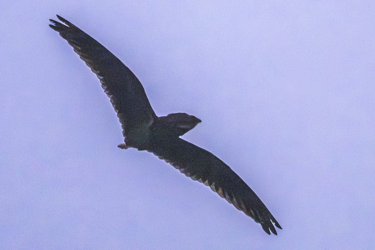 Short-tailed Nighthawk - ML619152090