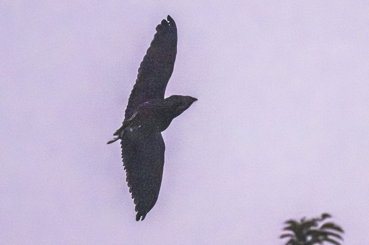 Short-tailed Nighthawk - ML619152095
