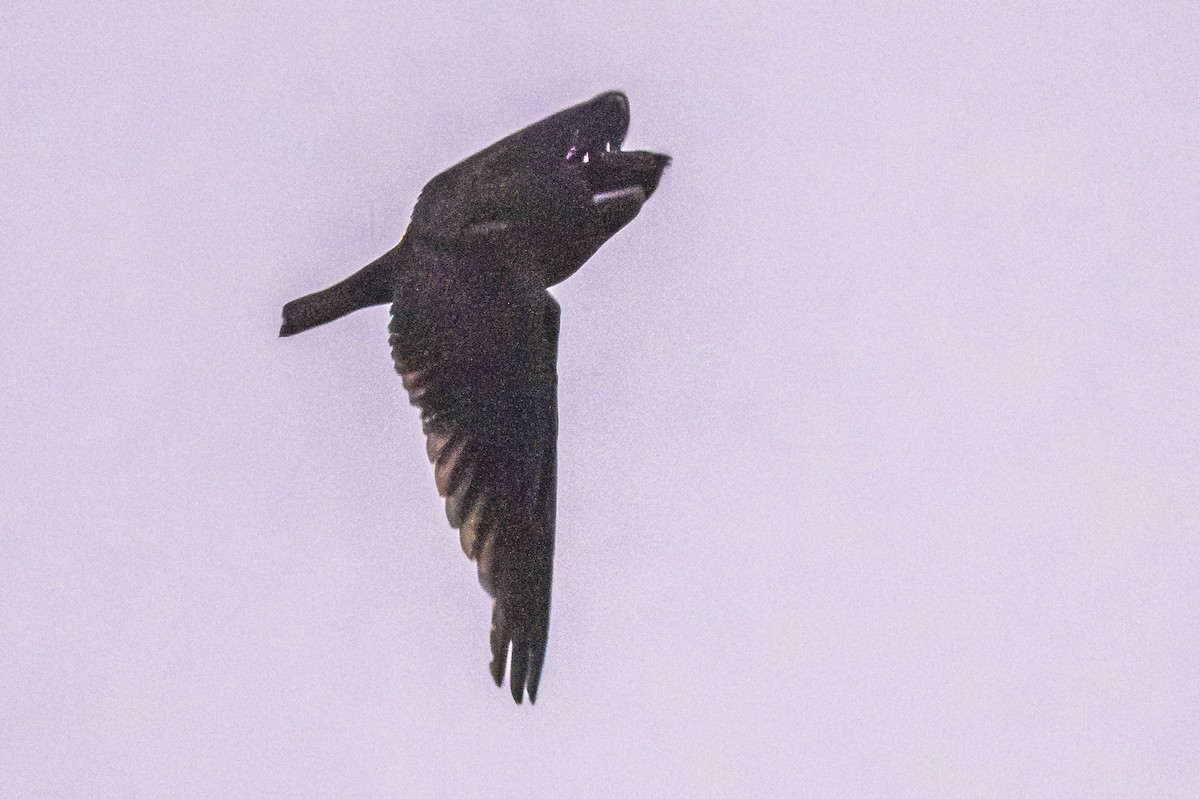 Short-tailed Nighthawk - ML619152097