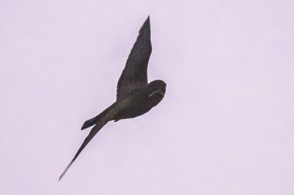 Short-tailed Nighthawk - ML619152098
