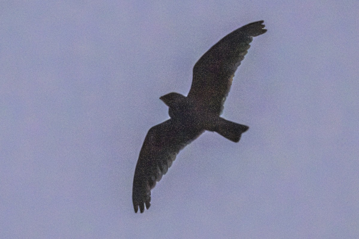 Short-tailed Nighthawk - ML619152099