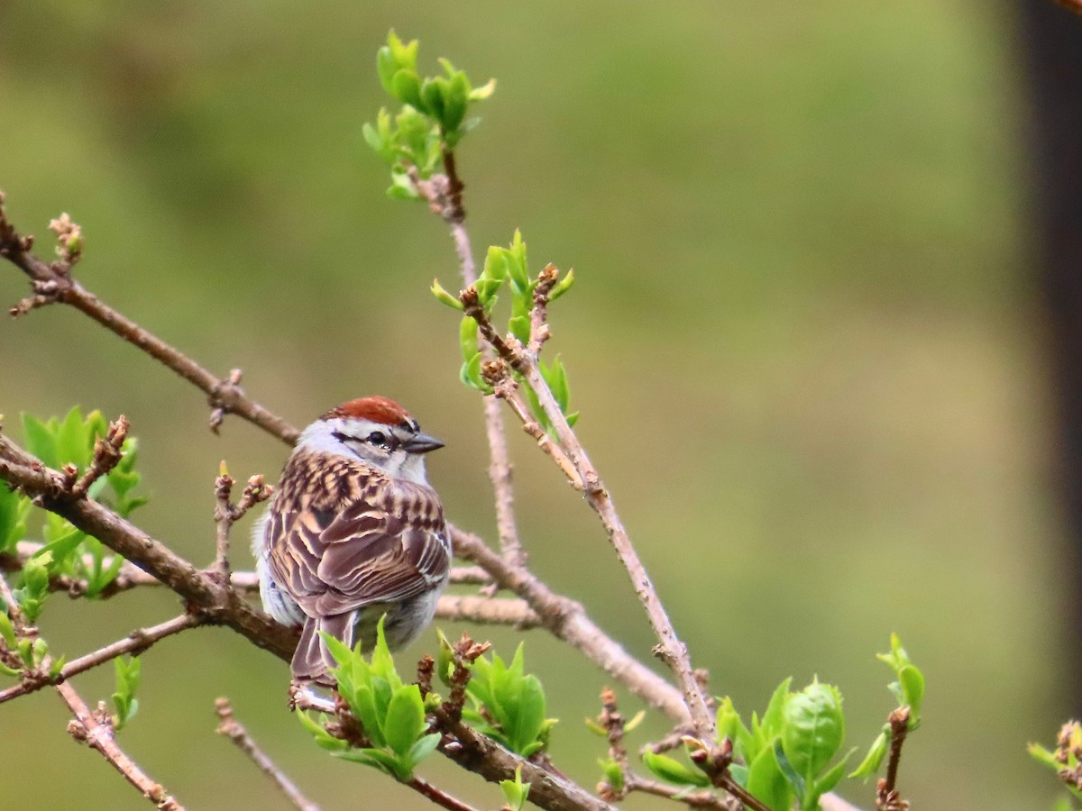 Chipping Sparrow - ML619152136
