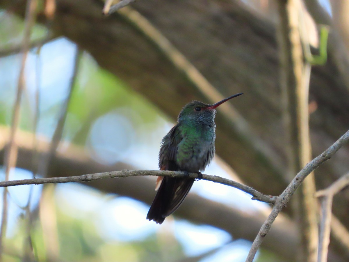 Rufous-tailed Hummingbird - ML619152141