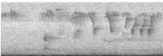 キヅタアメリカムシクイ（coronata） - ML619152155