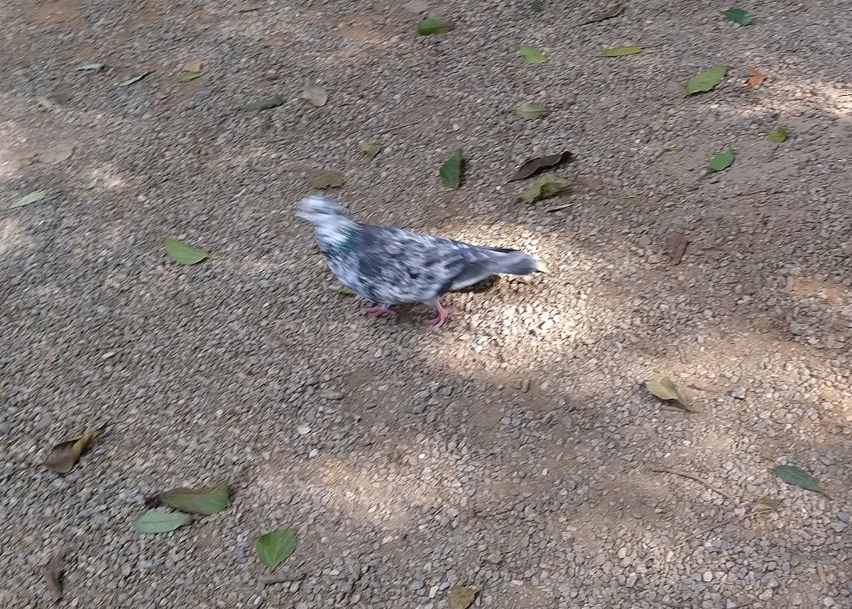 Rock Pigeon (Feral Pigeon) - ML619152163