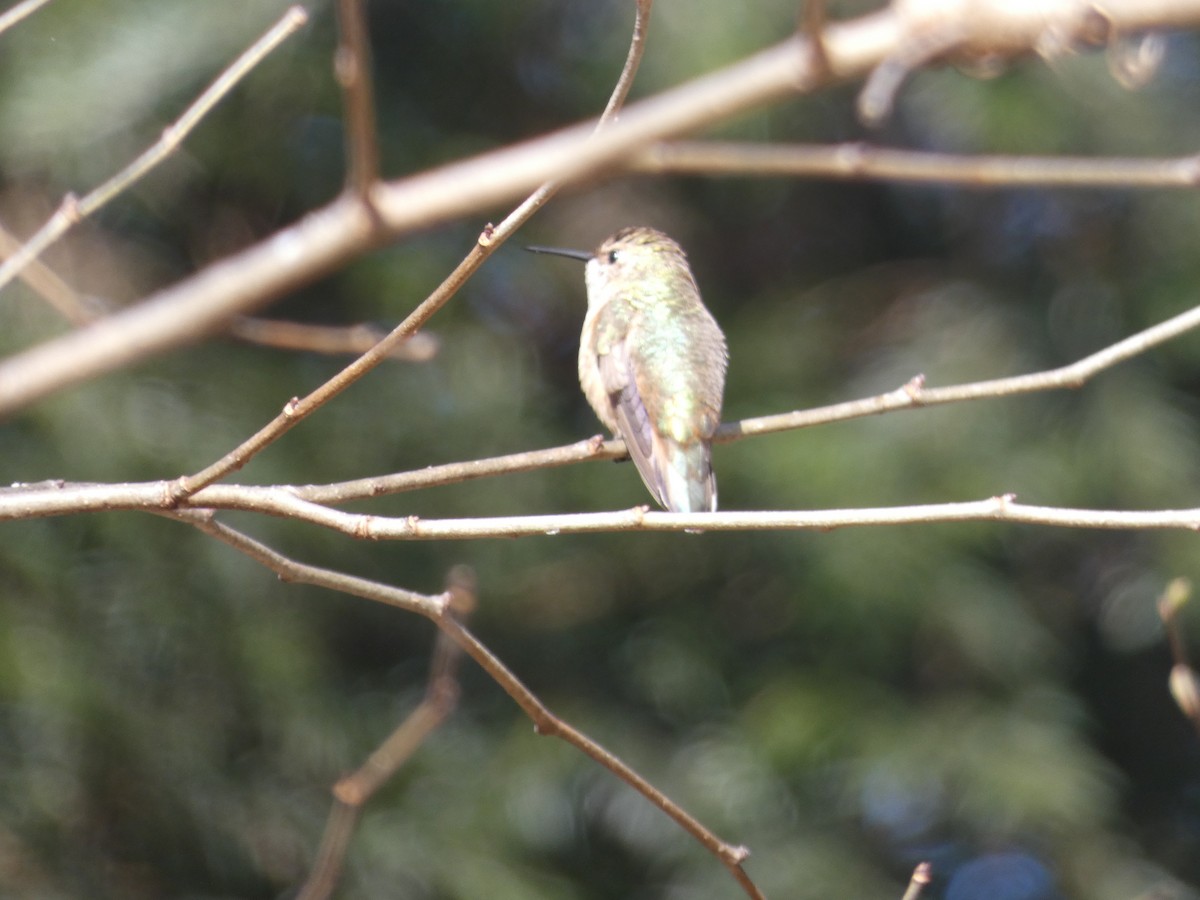 Rufous Hummingbird - ML619152164