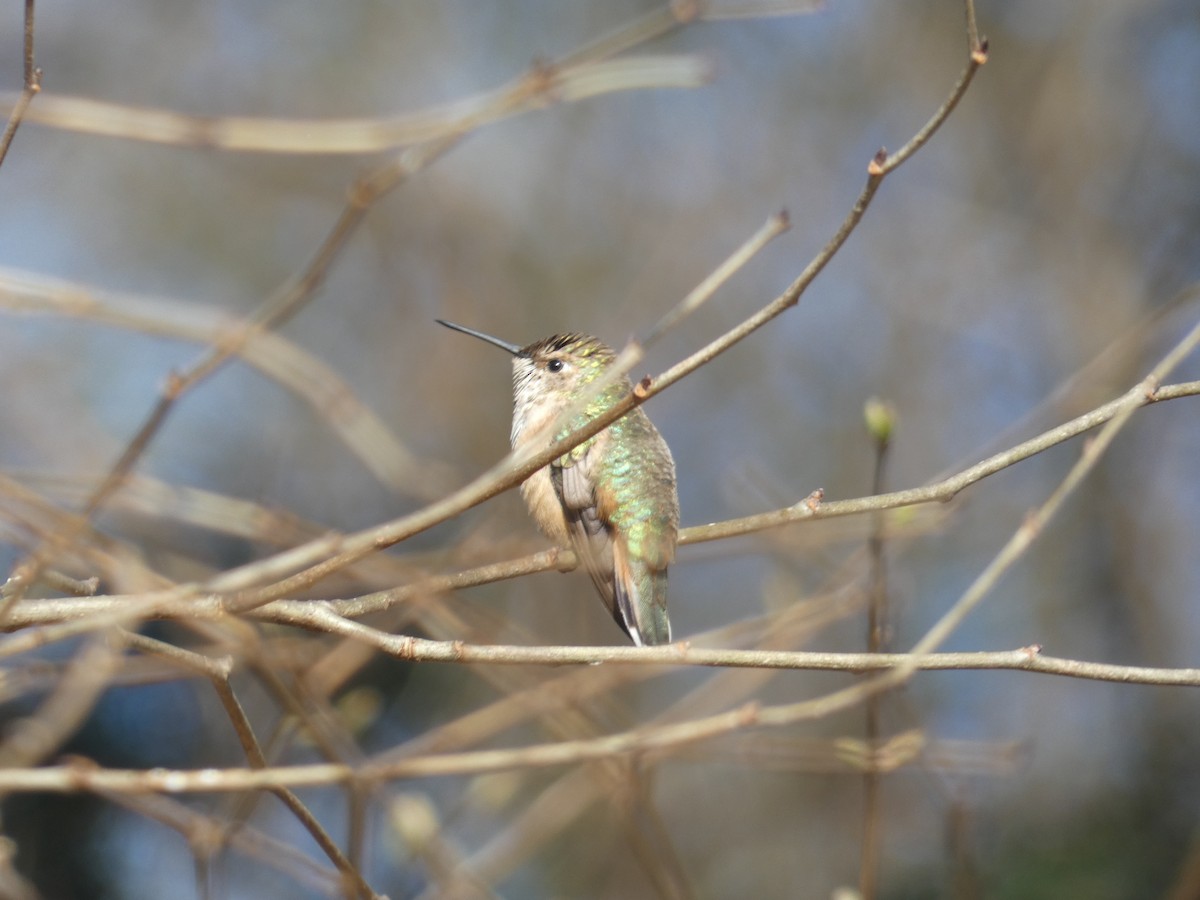 Rufous Hummingbird - ML619152185
