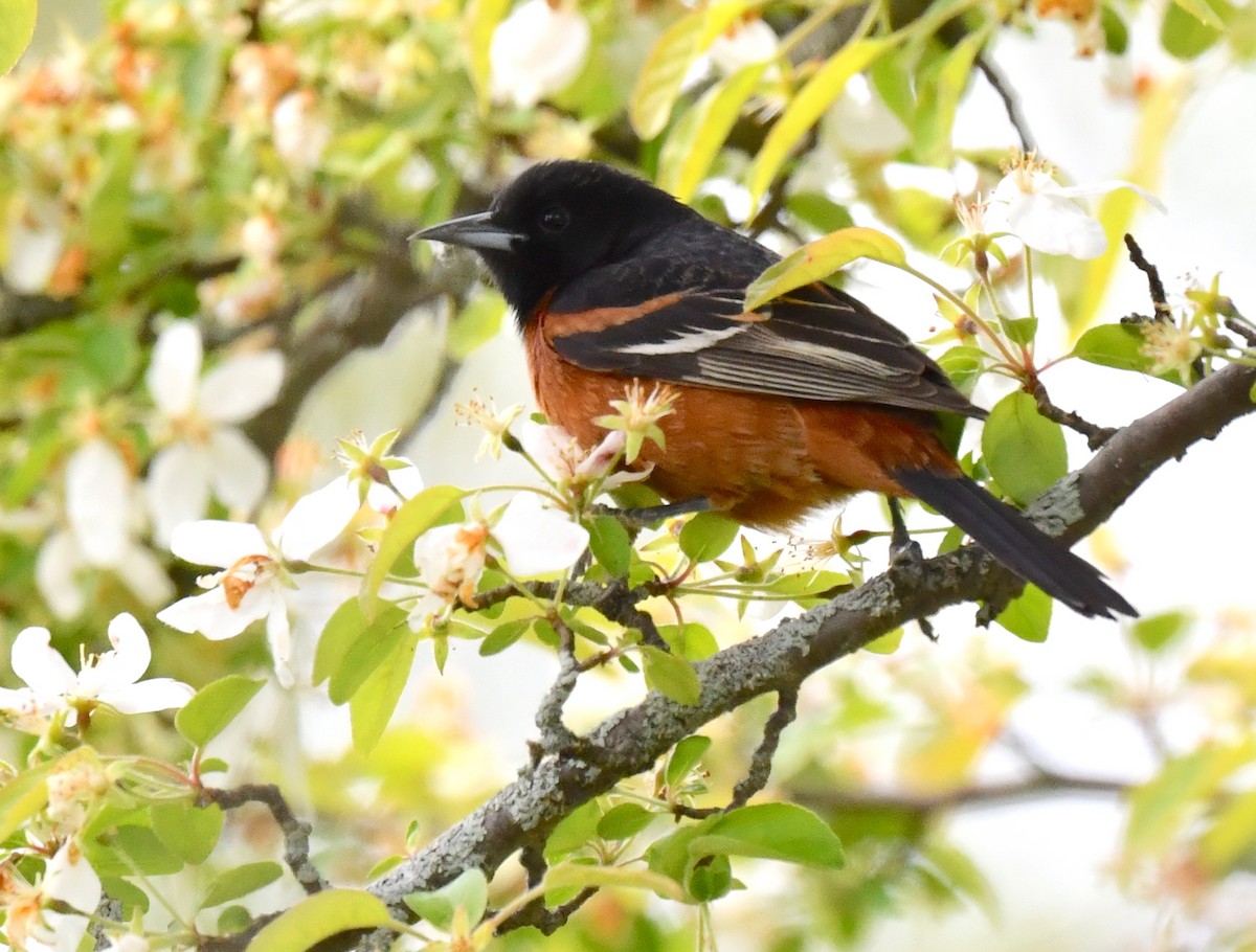 Orchard Oriole - ML619152192