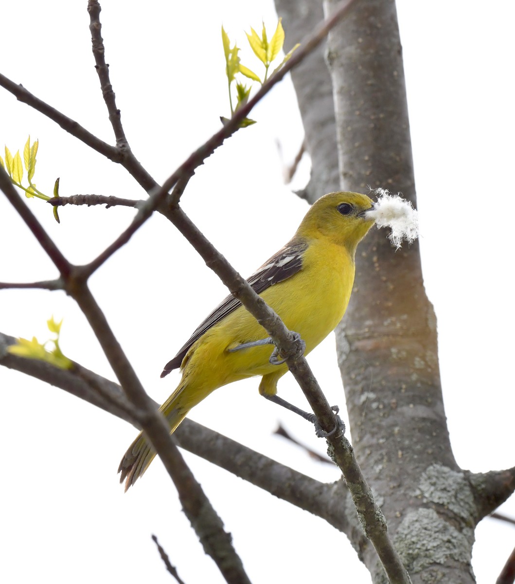 Orchard Oriole - ML619152193