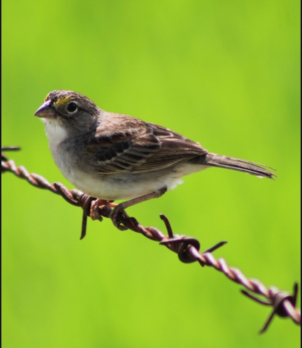 Grassland Sparrow - ML619152201
