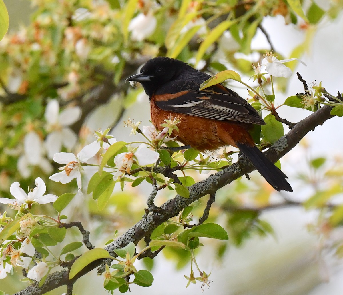 Orchard Oriole - ML619152203