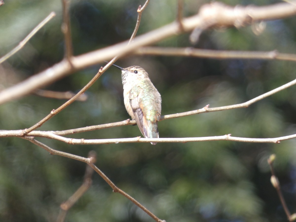 Rufous Hummingbird - ML619152212